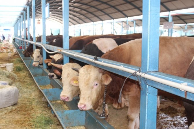 Ortak Kurbanda Pandemi Önlemlerine Uyulması Önem Taşıyor