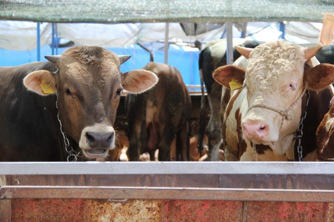 İzmir’de Kurban Hareketliliği Arttı