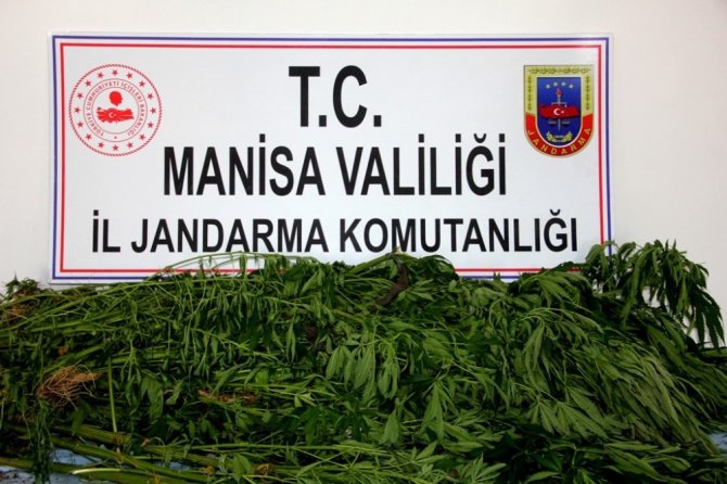 Sarıgöl’de 58 Kök Hint Keneviri Ele Geçirildi