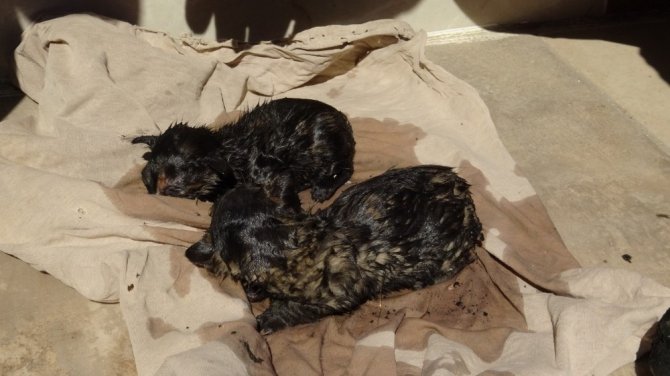 Alevlerin Ortasında Kalan Yavru Kedileri İtfaiye Kurtardı