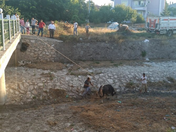 Kaçan Kurbanlığı 3 Saatin Sonunda Yakalayabildiler