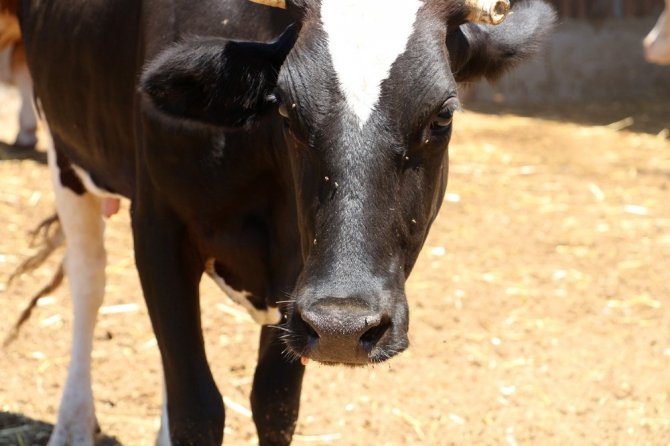 Manisa’da Bir Anda Başlayan Hayvan Telefleri Korkuttu