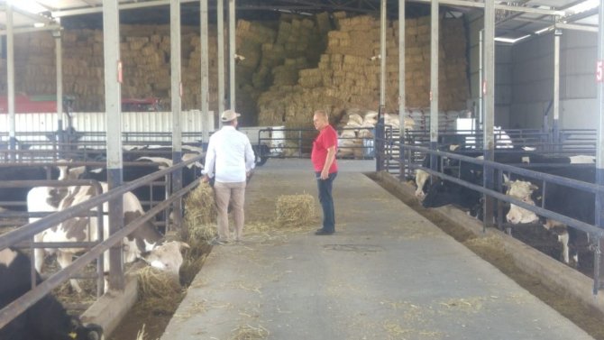 Manisa’daki Yangından Tahliye Edilen Hayvanlar İçin Yem Desteği