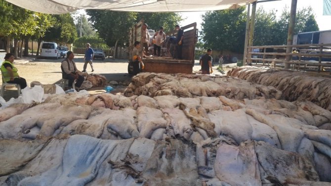 Sarıgöl’de Thk’na 6 Bin 225 Deri Bağışlandı