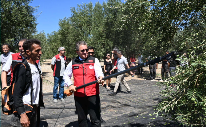 zeytin-hasadi-03.jpg